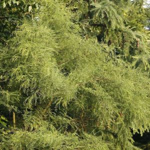 Agát biely myrtifolia 140 - 160 cm C5