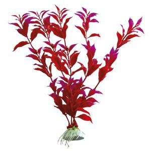 Akváriová rastlina HYHROPHILA 20 - 28 cm - mix