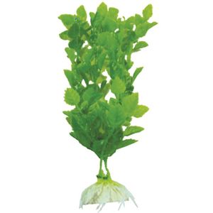 Akváriová rastlina MONEYWORT mix 20 - 28 cm