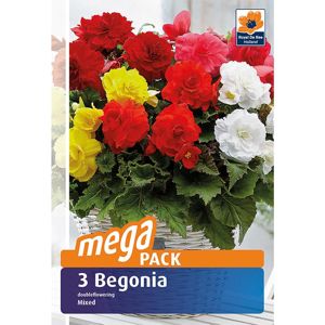 Begonia megapack 3 ks