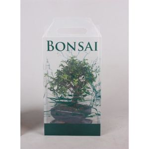 Bonsai Giftpack 12/30