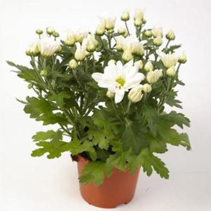 Chrysanthemum biela 12/25