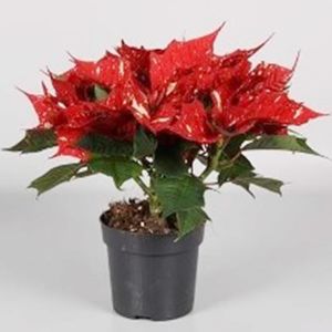 Euphorbia Vánocní Hvezda Vícevýhonová červená-biela 10 /25