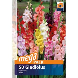 Gladiola megapack 50 ks
