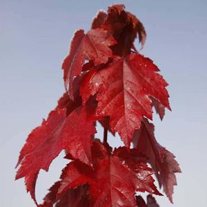 Javor červený Magnificent Magenta 160 - 180 cm C7,5
