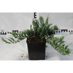 Juniperus Horizontalis Blue Chip C3l