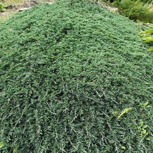 Juniperus horizontalis Wiltonii