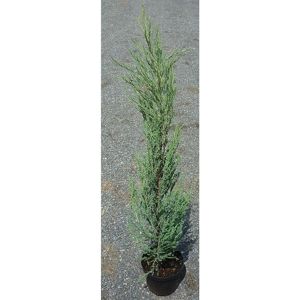 Juniperus Virg. Blue Arrow K2,5