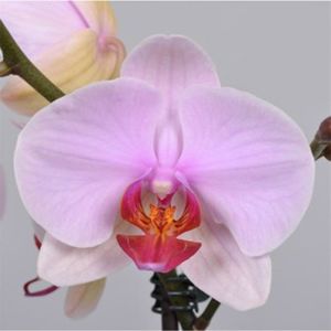 Phalaenopsis ružový 12/60