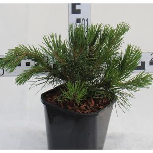 Pinus Mugo Var.Pumilio C2