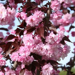 Sakura ozdobná royal burgundy 60 - 80 cm C5 Krzew